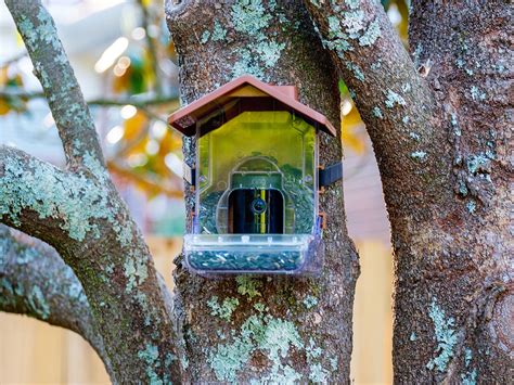 Wasserstein Bird Feeder Smart Camera Case Does It Work Tested By