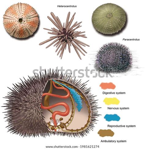 Sea Urchin Test Anatomy