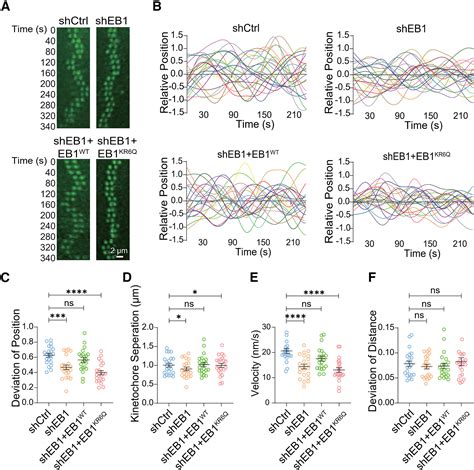 Condensation-dependent multivalent interactions of EB1 and CENP-R ...