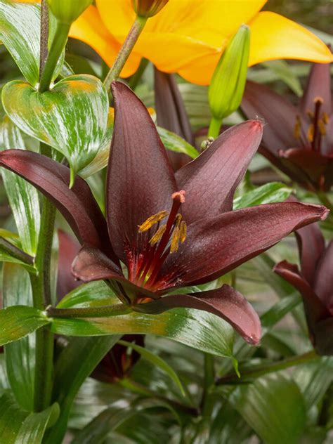Lily Landini | Bluestone Perennials