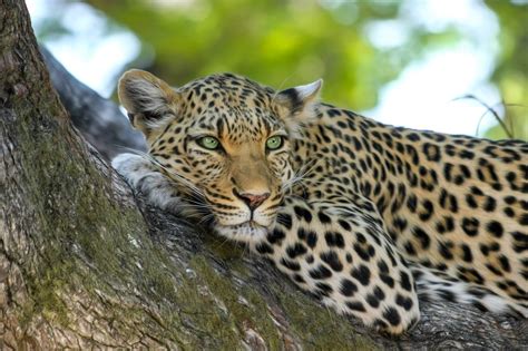 70,000+ Free Leopard Pattern & Leopard Images - Pixabay
