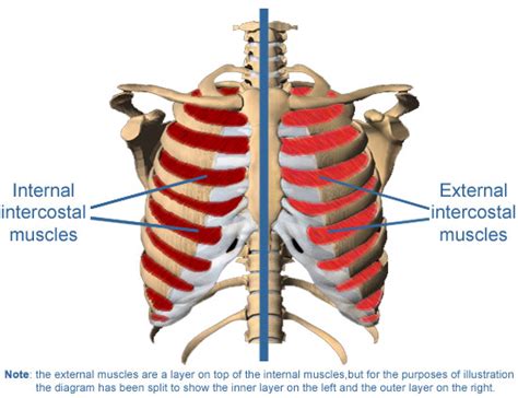 Intercostal Muscles | MedGuidance