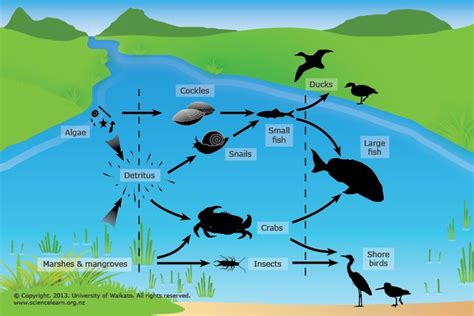 Life In The Estuary