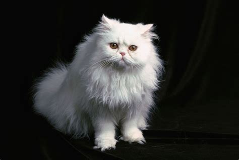 Personality Comparison: The 12 Most Popular Cat Breeds
