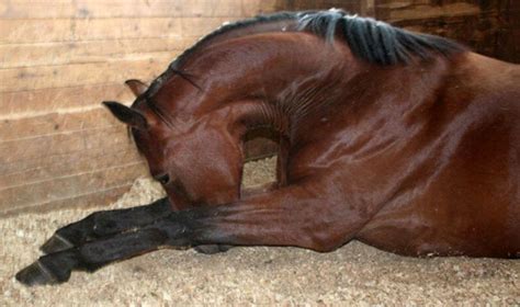 Болезни и травмы лошадей