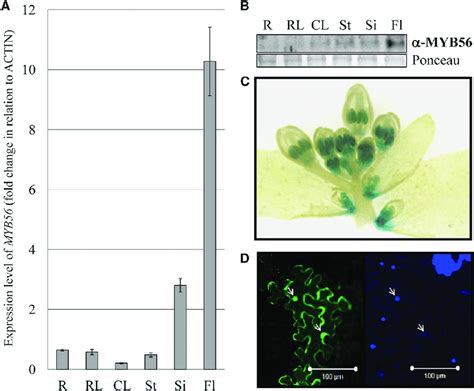 Expression Level and Subcellular Localization of MYB56. | Download ...