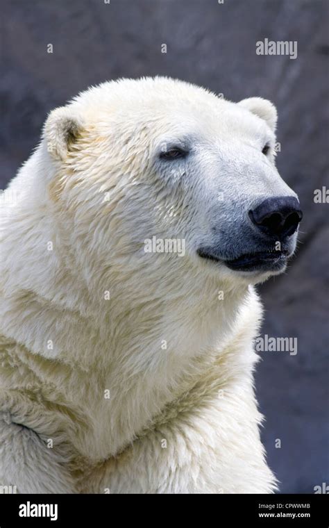 Polar bear portrait Stock Photo - Alamy