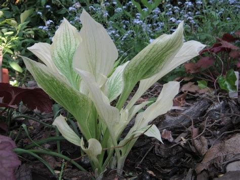 Хоста Белая Фото — Фото Картинки