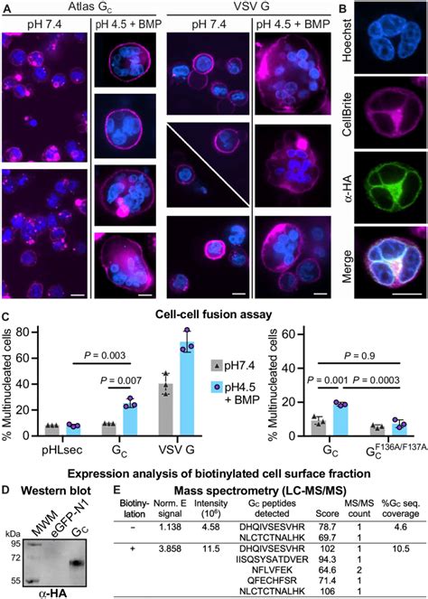 Cell Cell Fusion Assay A Confocal Micrographs Of CHO Cells