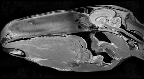 1 Overview Of Ct And Mri Of The Equine Head Veterian Key