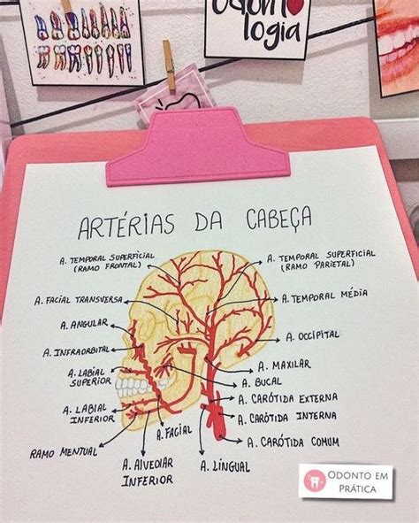 Mapa Mental Generador Ologia Images And Photos Finder