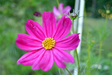 September Garden Update