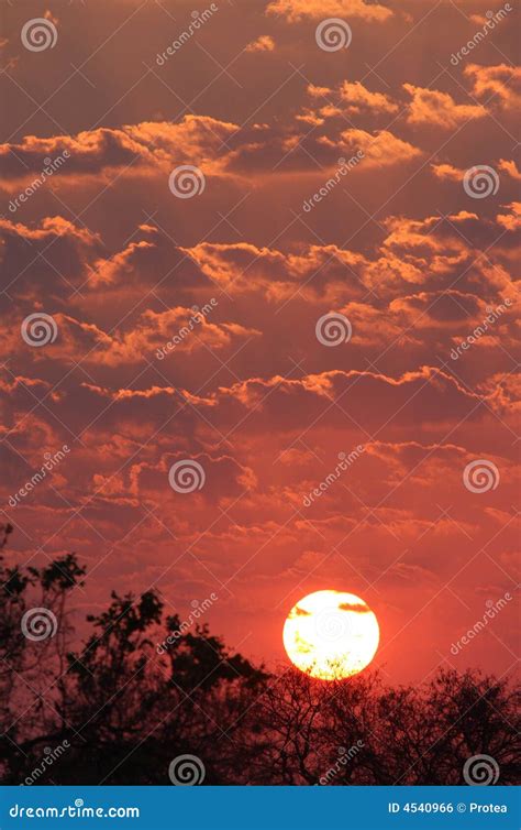 Sunset in Africa stock photo. Image of environment, idyllic - 4540966