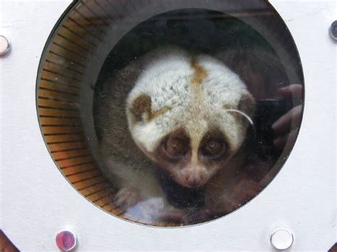 Bengal Slow Loris Is This Animal Endangered