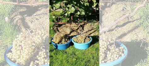 Саженцы винограда купить в Красноярске | Товары для дома и дачи | Авито