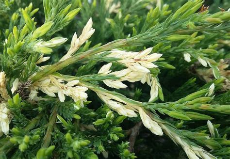 Можжевельник горизонтальный Андорра Вариегата (Juniperus horizontalis ...