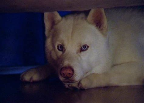 Image Banshee Prue Dogbed The Charmed Legacy Wiki Fandom