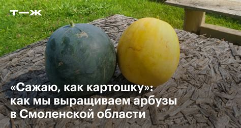 Как вырастить арбузы в открытом грунте из семян