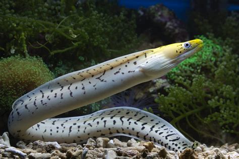 Fish Species Fishontips