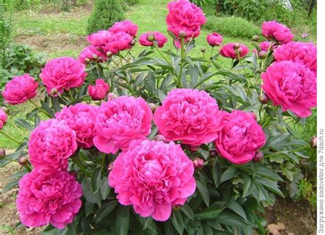 Пион Молочноцветковый Лондон Фото — Картинки фотографии