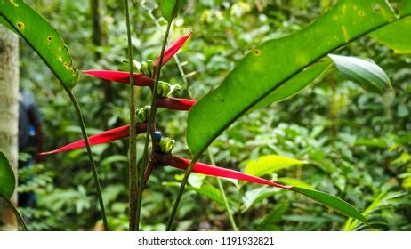 Tropical Heliconia Flower Amazon Rainforest Stock Photo 1191932821 ...