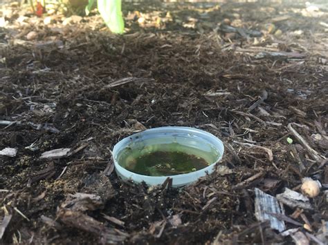 Homemade Earwig Trap The Best Way To Get Rid Of Them In 2023