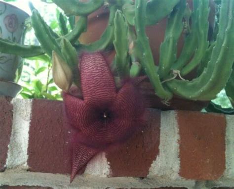 Two Stapelia Grandiflora Cactus Cuttings Red Flowers Starfish Toad