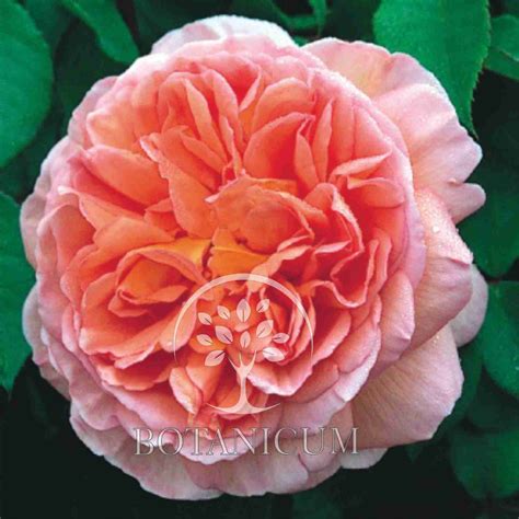 Роза 'Abraham Darby'
