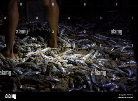 Netting Fish Caught Hi Res Stock Photography And Images Alamy