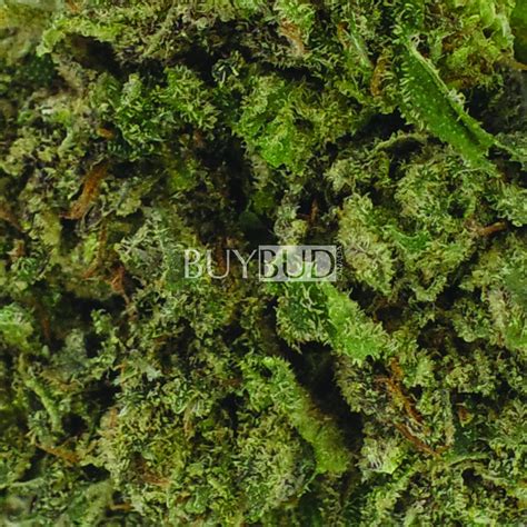 Buy Alaskan Thunder Fuck Cannabis Online Canada Free Shipping Orders Over Free Gift