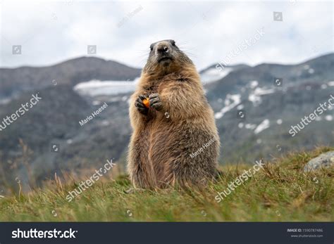 Photo de stock Marmotte aux carottes dans les Alpes 1590787486 ...