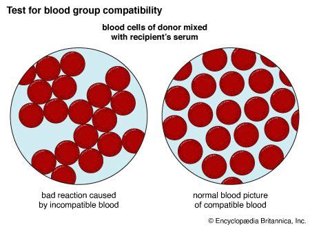 Golden Blood: The Rare And Mysterious Rh-null Blood Type, 54% OFF