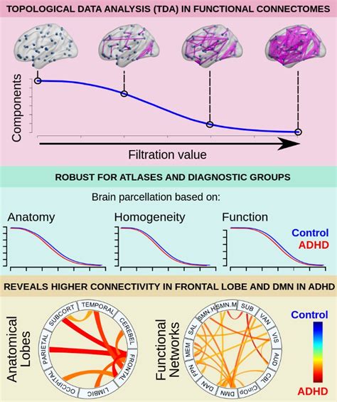 Exploring Individual Brain Connectomes With Topological Data Analysis