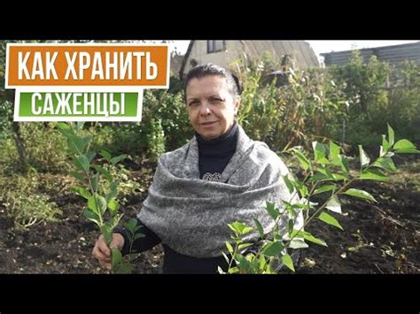 Как хранить саженцы с осени до весны без хлопот ☘ Как прикопать саженцы ...
