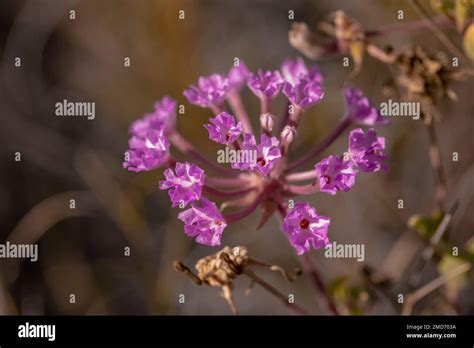 White Sands National Park New Mexico Usa Stock Photo Alamy