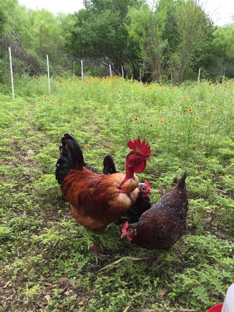 Best Place To Get A Naked Neck Turken Backyard Chickens Learn How To Raise Chickens