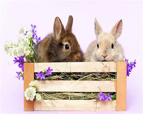 Spring Bunnies Flowers Hd Wallpaper Peakpx