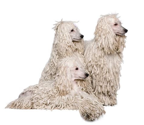 40 Corded Poodle Stock Photos Pictures And Royalty Free Images Istock