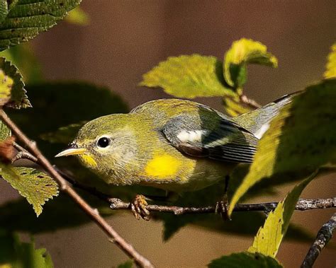 10,000 Birds Insider’s guide to Great Smoky Mountain birding – Cades Cove - 10,000 Birds