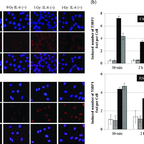 53BP1 Foci Of Rat Glioma Cell Line C6 And Non Tumor Rat Astrocyte