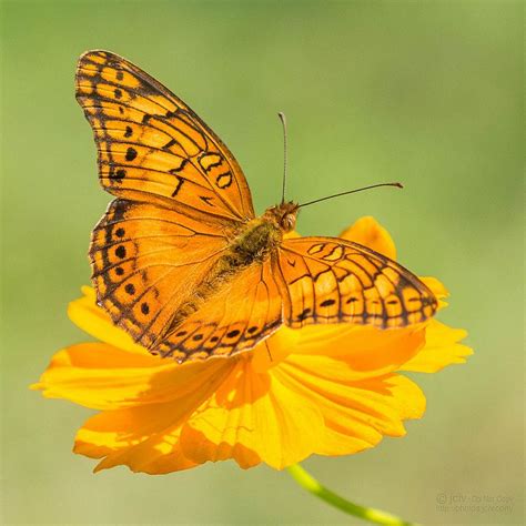 Mexican Fritillary 3d Crystal Beautiful Butterflies Mexican