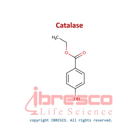 Catalase Chemical Structure