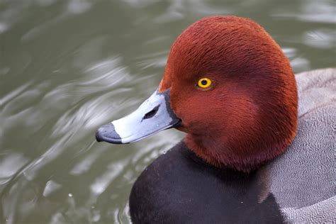Redhead Duck Connecticuts Beardsley Zoo