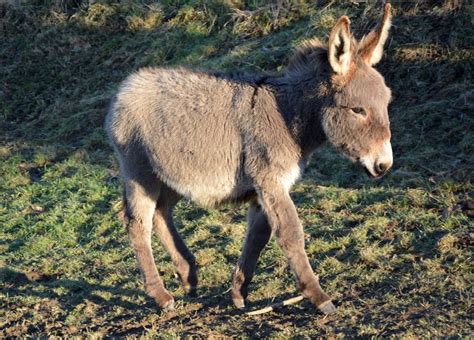 162 Cute And Funny Donkey Names Animal Hype
