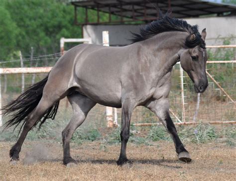 Grullo Horse