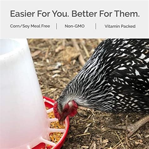 Certified Organic 16 Protein Layer Chicken Feed Corn And Soy Meal Free Non Gmo Whole Grain