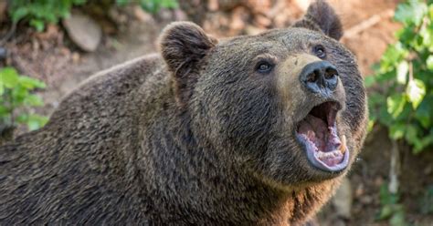 ведмідь | | Прикарпаття Online