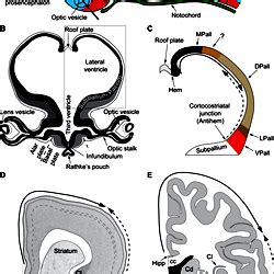 A mechanism for the expansion of the neocortex in development and ...