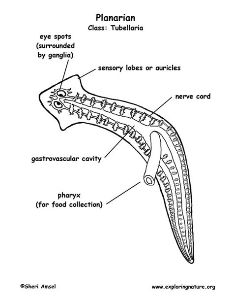 Planarian Labeled Coloring Nature