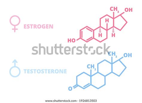 Sex Hormones Laboratory Symbol Hormone Estrogen Stock Vector Royalty Free